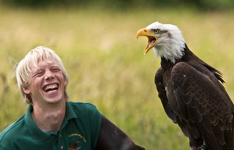 Bird of prey with beak open and handler laughing.
